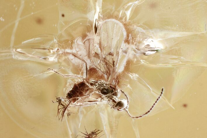 Detailed Fossil Parasitoid Wasp (Braconidae) in Baltic Amber #367436